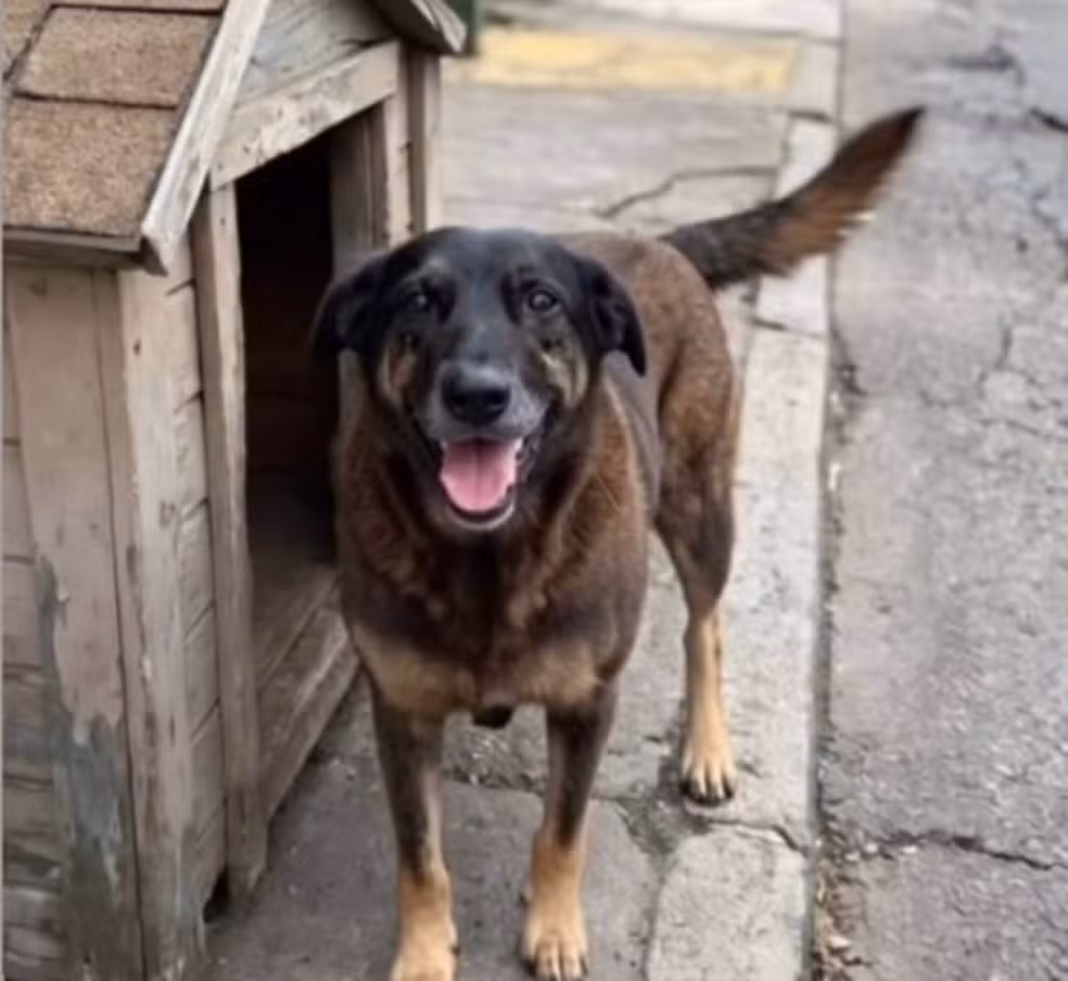 Orelha era um dos cães que se tornaram mascotes da região da Praia Brava, em Florianópolis — Foto: Reprodução/Redes sociais