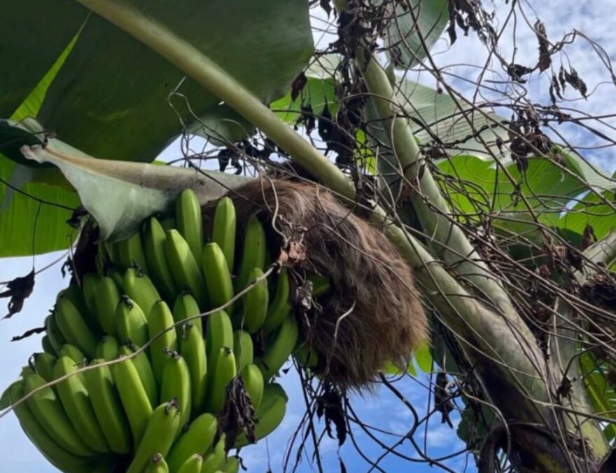 Bicho-preguiça é resgatado por bombeiros em área residencial de Sena Madureira