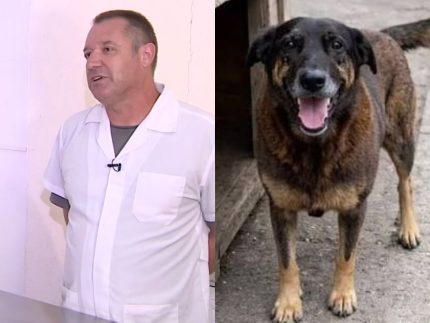 veterinario-relata-detalhes-da-brutalidade-ao-se-deparar-com-o-cao-orelha