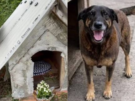 cao-orelha:-projeto-de-lei-visa-criar-cadastro-nacional-para-pessoas-que-agredirem-animais