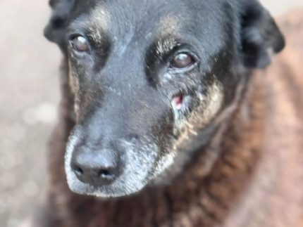 caso-orelha:-veja-por-quais-crimes-adolescente-apontado-como-autor-do-crime-sera-indiciado