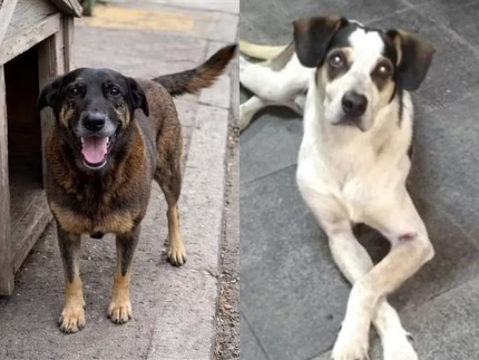 orelha,-manchinha,-joca:-relembre-os-casos-de-maus-tratos-que-abalaram-o-brasil-e-mudaram-leis