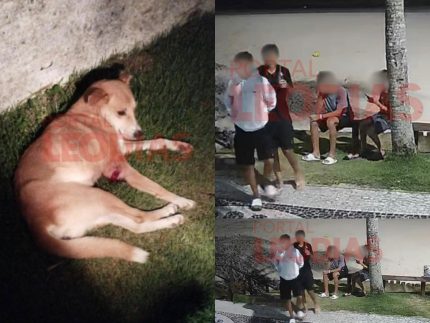 policia-de-sc-confirma-mais-um-cao-caramelo-na-lista-de-maus-tratos-na-praia-brava