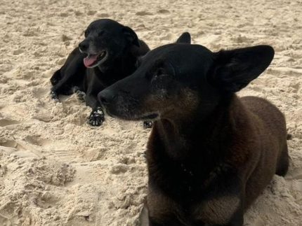 morre-pretinha,-companheira-de-orelha;-cuidador-relata-luta-contra-doenca-grave