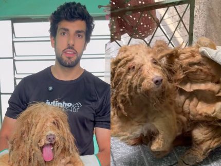 julinho-casares-resgata-cachorro-vitima-de-maus-tratos-apos-dois-anos-sem-banho