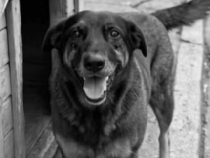 orelha-sofreu-eutanasia?-veterinario-e-moradora-que-resgatou-o-cao-deram-respostas-diferentes-a-policia;-entenda