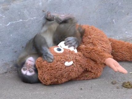 puro-amor:-macaquinho-adota-pelucia-como-sua-familia-e-enfrenta-reviravolta