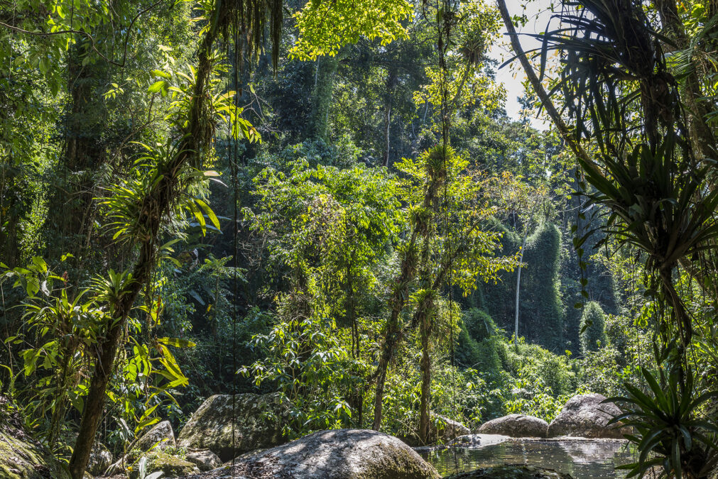Mata Atlântica se torna modelo global de recuperação ambiental e desenvolvimento sustentável