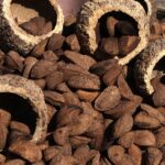 Com aumento da produção, preço da lata de castanha despenca para R$ 70 em Sena Madureira