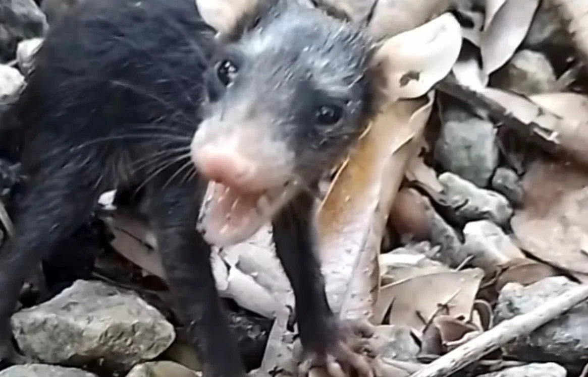 Vídeo de jovem que confundiu mucura com pinscher viraliza nas redes