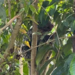 Bombeiros capturam porco-espinho em Sena Madureira