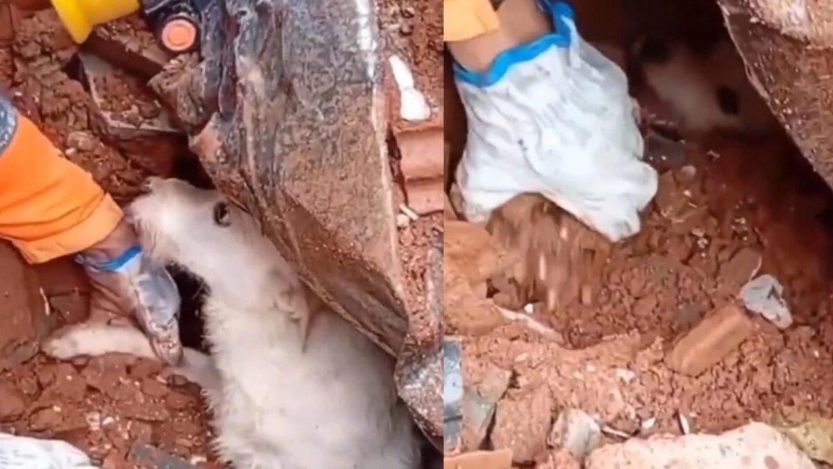 Em meio à tragédia, bombeiros resgatam cão soterrado sob escombros em Minas Gerais