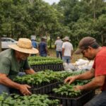 Prefeitura de Sena Madureira abre credenciamento para aquisição de mudas de café clonal e insumos agrícolas