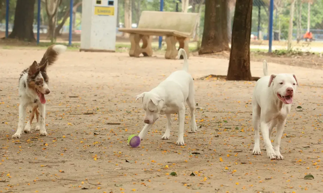 Estatuto dos Cães e Gatos prevê penas para quem maltratar animais