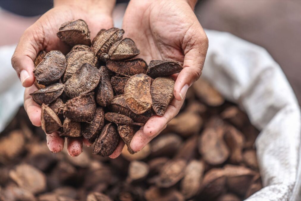 Com supersafra, preço da lata de castanha cai novamente e chega a R$ 60 em Sena Madureira