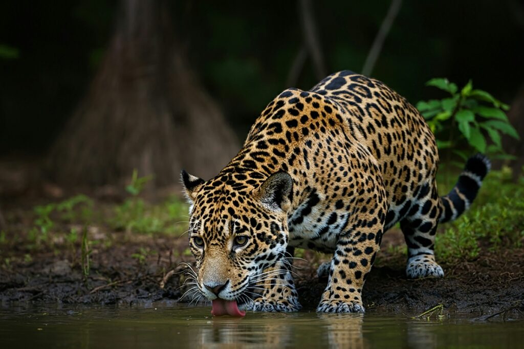 oncas-podem-sumir-da-mata-atlantica-por-falta-de-presas,-aponta-estudo