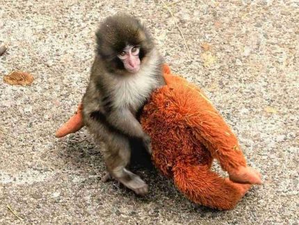 mesmo-apos-rejeicao-da-mae-e-conflitos-no-grupo,-zoologico-garante-que-macaco-punch-vive-em-paz