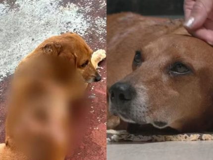 cao-comunitario-sofre-queimadura-termica-e-policia-investiga-mulher;-suspeita-nega