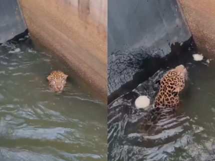corpo-de-bombeiros-resgata-onca-pintada-em-hidreletrica-no-mato-grosso