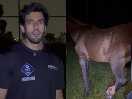 cavalo-em-estado-critico-e-resgatado-em-sp-apos-sofrer-maus-tratos-prolongados