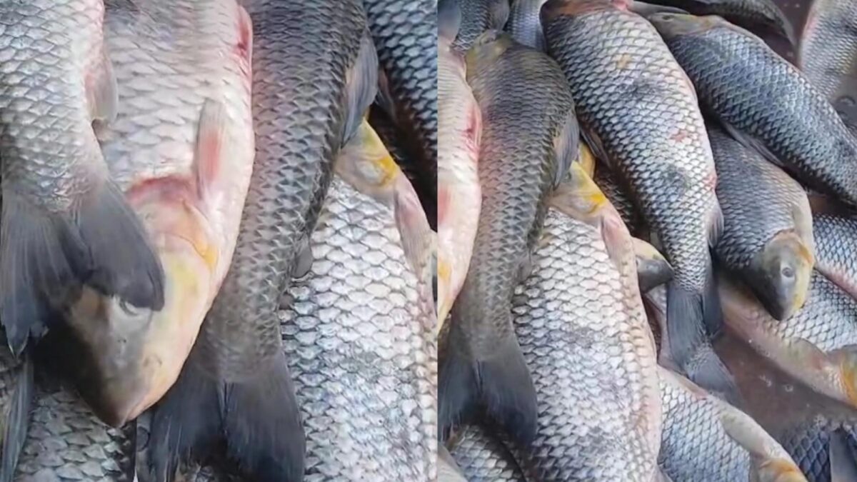 VÍDEO: Mercado do peixe de Sena Madureira recebe 2 toneladas de piau para Semana Santa