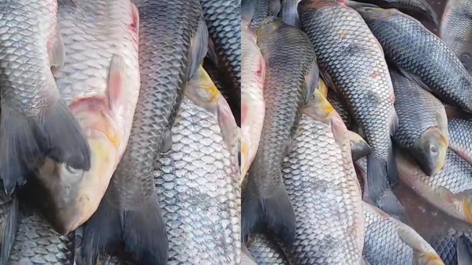 VÍDEO: Mercado do peixe de Sena Madureira recebe 2 toneladas de piau para Semana Santa