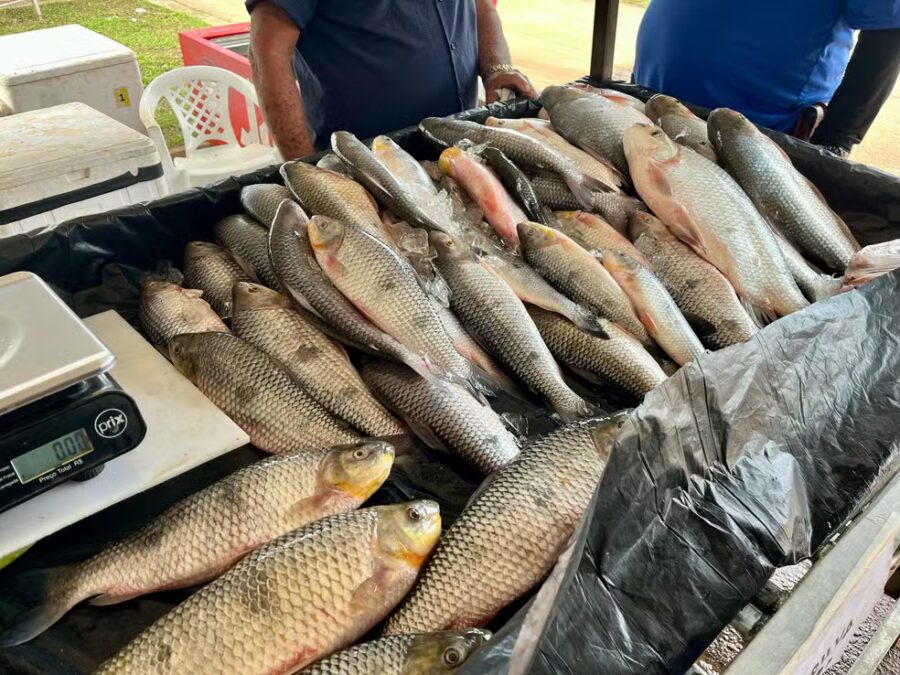 Feira do Peixe deve vender 146 toneladas em Rio Branco