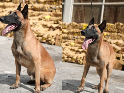 heroi-de-4-patas!-cao-detecta-quase-50-toneladas-de-maconha-na-maior-apreensao-do-brasil