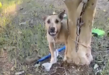 abandono-e-risco:-cadela-e-encontrada-amarrada-a-arvore-na-zona-leste