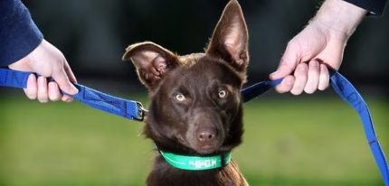 governo-sanciona-lei-sobre-guarda-de-pets-apos-separacao;-veja-regras