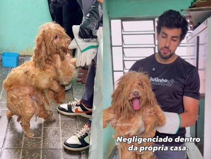 cachorro-e-resgatado-apos-anos-de-abandono-na-zona-leste-de-sp