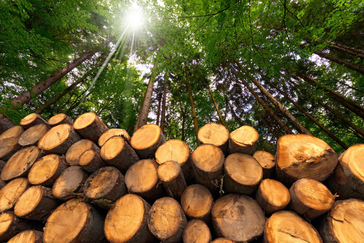 Exploração madeireira recua 49% no Acre