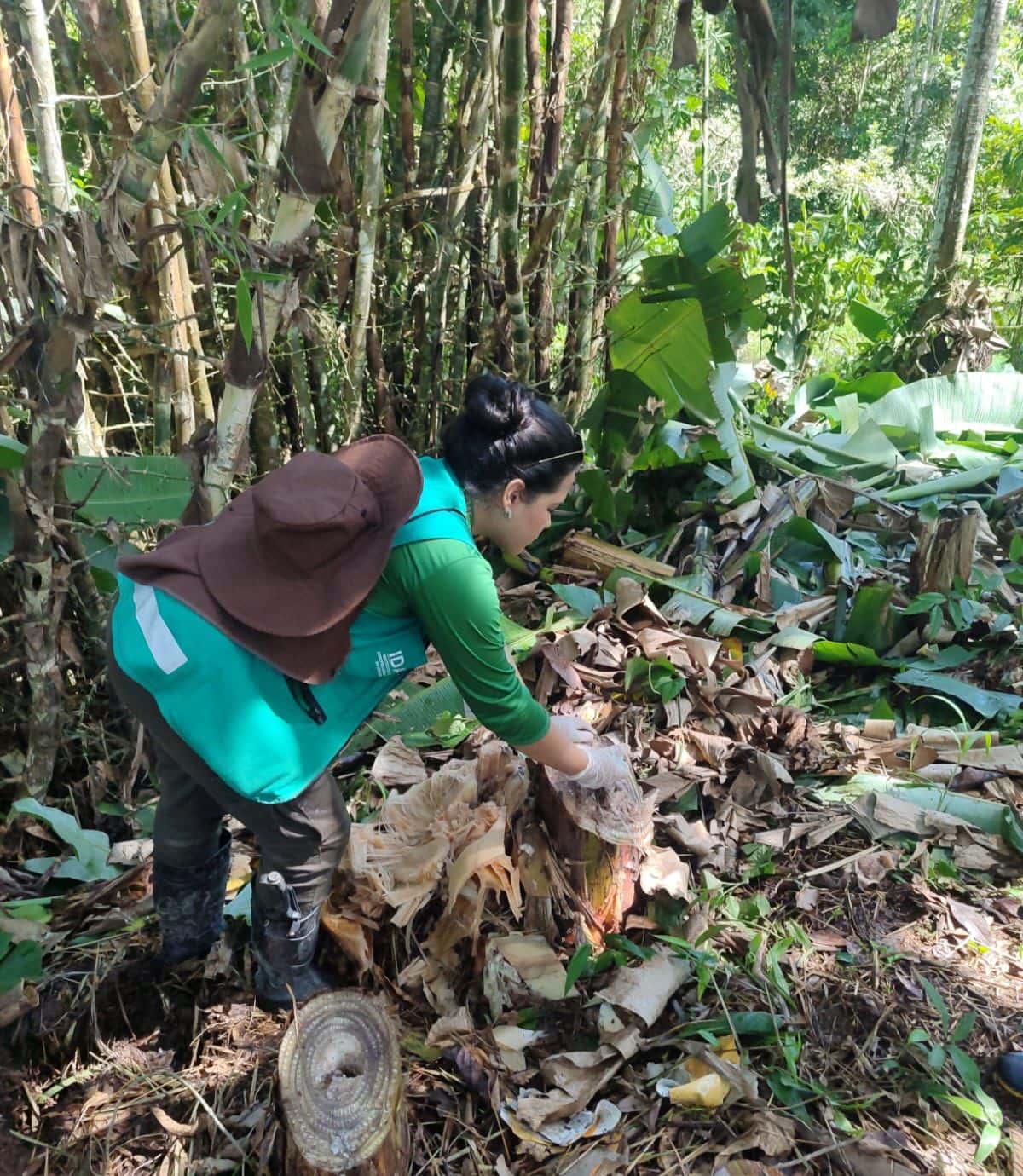 Idaf amplia ações de monitoramento no Juruá para proteger a produção de banana contra a praga moko da bananeira
