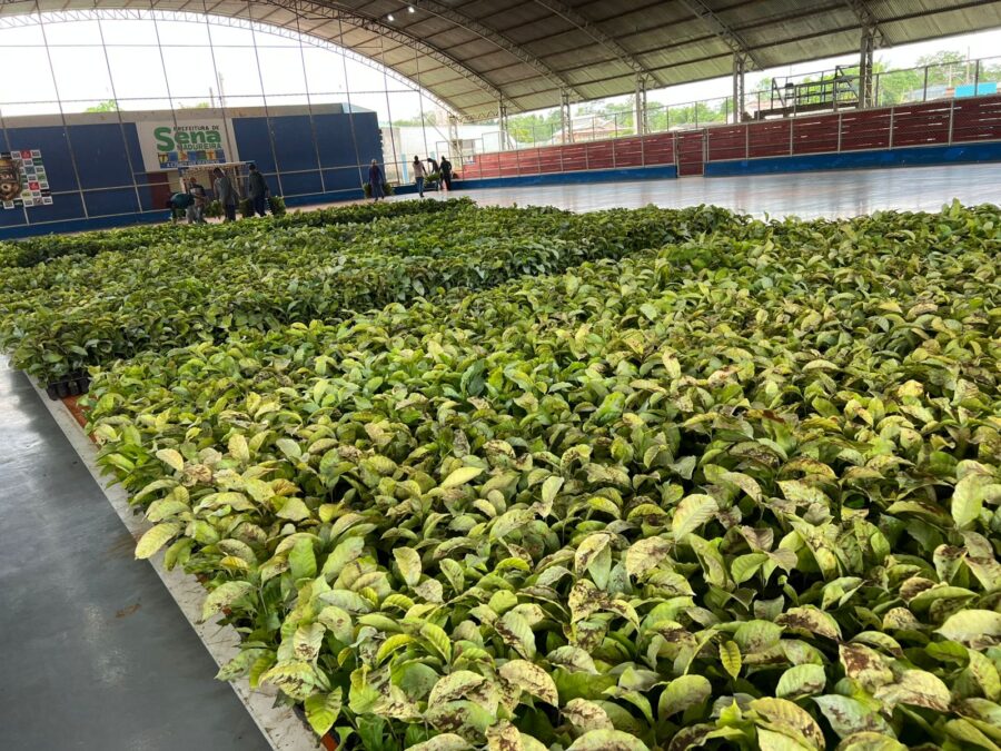 Prefeitura de Sena Madureira irá contemplar produtores com mudas de café