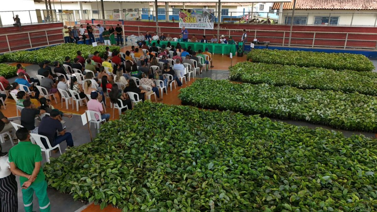 Prefeitura inicia distribuição de 300 mil mudas de café para produtores rurais de Sena Madureira