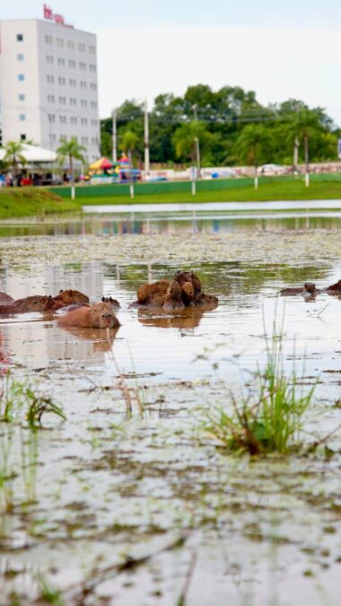 Capivaras viram atração e encantam no Lago do Amor