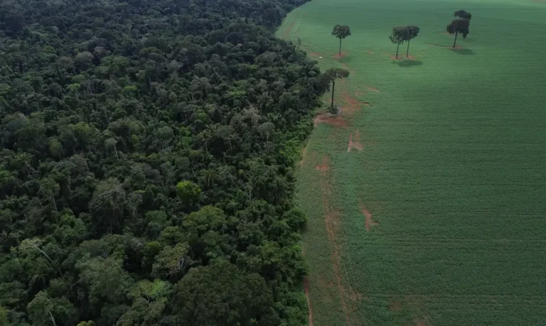 O Brasil registrou uma queda de 42% na perda de florestas tropicais úmidas em 2025, segundo levantamento divulgado pelo Global Forest Watch, iniciativa do World Resources Institute (WRI). Ao todo, o país perdeu cerca de 1,6 milhão de hectares de cobertura arbórea no período.