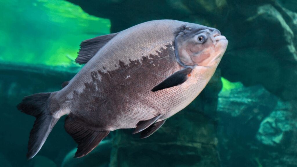 tambaqui listado como espécie ameaçada na Amazônia após atualização do governo federal