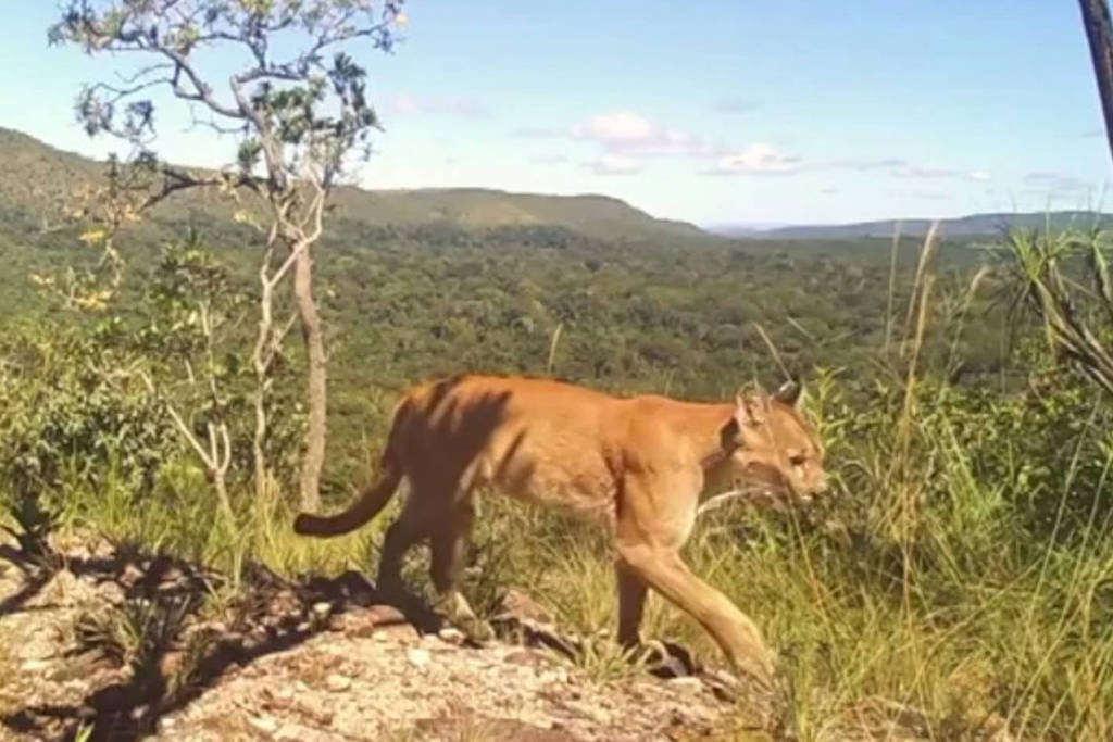 Região de trilha na Chapada dos Veadeiros onde menina foi atacada por onça-parda em Goiás.