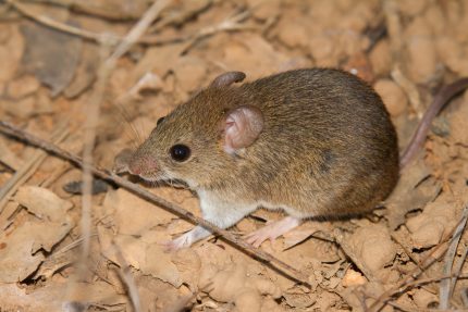 hantavirus:-entenda-sintomas-e-riscos-da-doenca-que-matou-tres-pessoas-em-cruzeiro