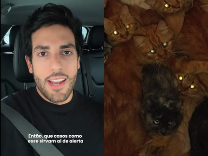 mais-de-400-gatos-sao-encontrados-abandonados-em-apartamento-em-santa-catarina
