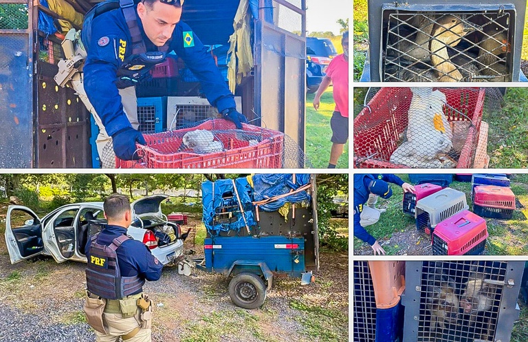 Animais resgatados pela PRF durante fiscalização em rodovia federal por suspeita de maus-tratos.