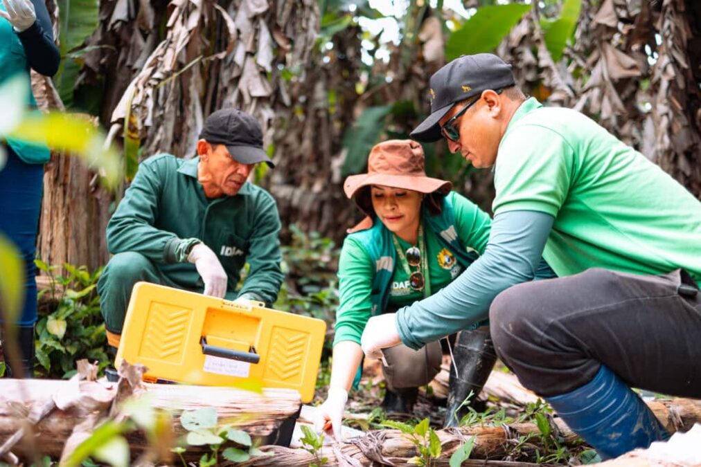 Confirmação de moko da bananeira preocupa produtores e pode afetar cultivo no Acre