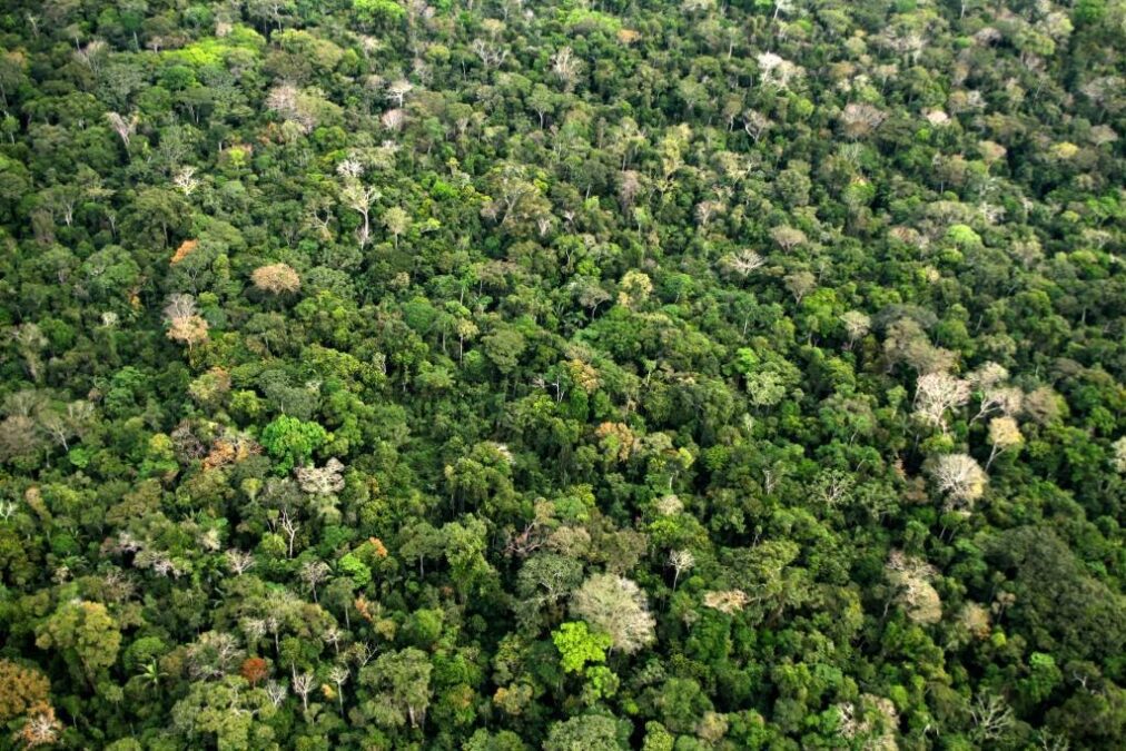 TJAC mantém condenação por desmatamento ilegal em Xapuri e obriga recuperação de área, mas reduz indenização