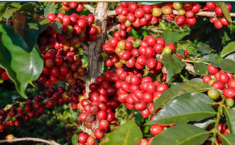 Plantação de café com trabalhadores durante colheita em fazenda brasileira.