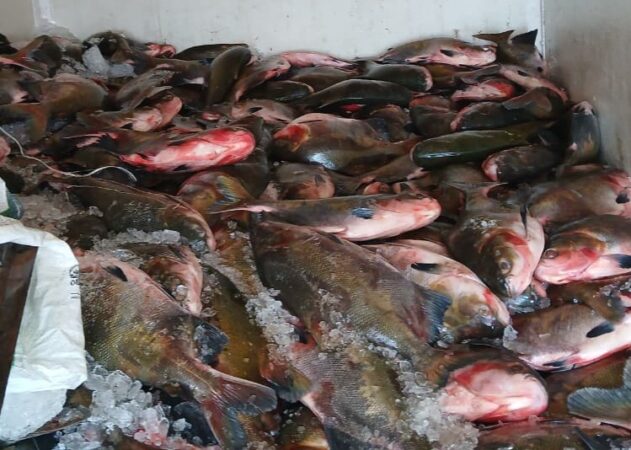 Tambaquis expostos para venda no mercado do peixe de Sena Madureira.