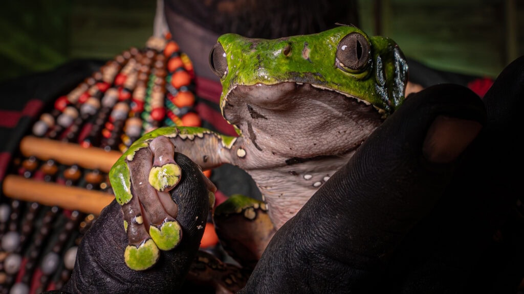 O povo indígena Noke Koî, em Cruzeiro do Sul, mantém viva a tradição ancestral do kambô, medicina sagrada ligada à espiritualidade, à cura e à preservação da floresta amazônica.