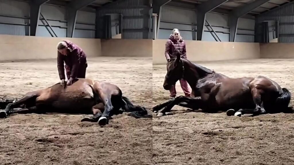 Cavalo em estábulo durante momento engraçado após crise de cólica.