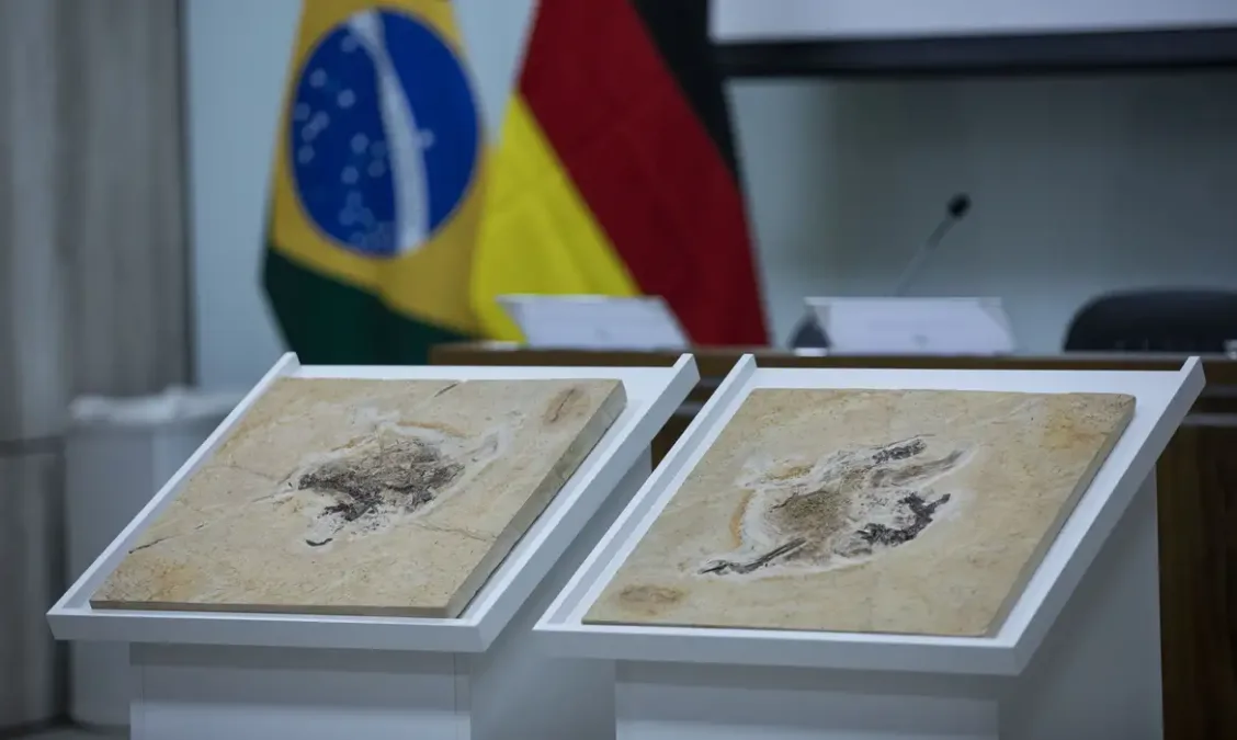 Brasil busca repatriar fósseis de dinossauros e patrimônios levados ilegalmente para 14 países