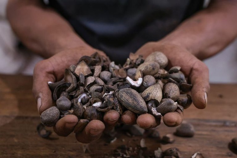 Fruto do murumuru utilizado em produtos cosméticos ligados a disputa judicial envolvendo conhecimentos indígenas tradicionais.